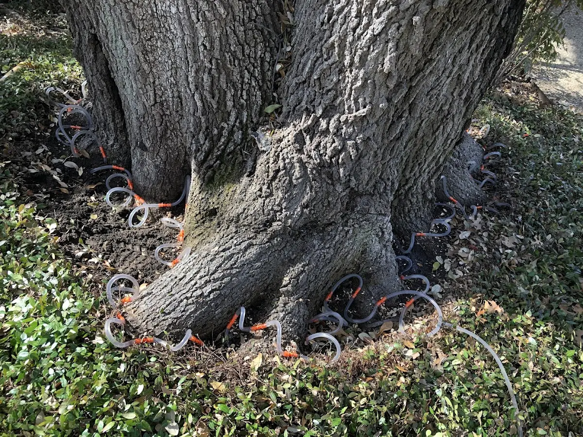 Detailed Tree Cabling and Bracing job site in Hinkle
